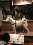 This is the preserved body of the famous Japanese dog, Hachiko.